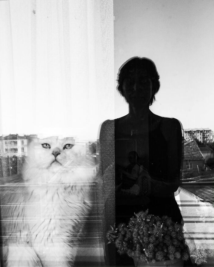 These Beautiful Cat Photos Capture Quiet Moments Most People Walk Past (37 Pics)