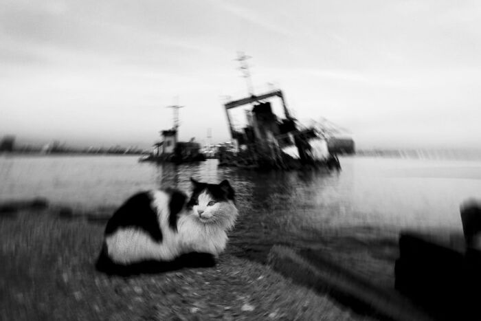 These Beautiful Cat Photos Capture Quiet Moments Most People Walk Past (37 Pics)
