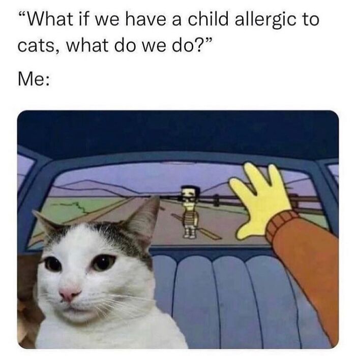 50 Cat Memes That Feel Like They Were Created By Sleep Deprived Internet Geniuses