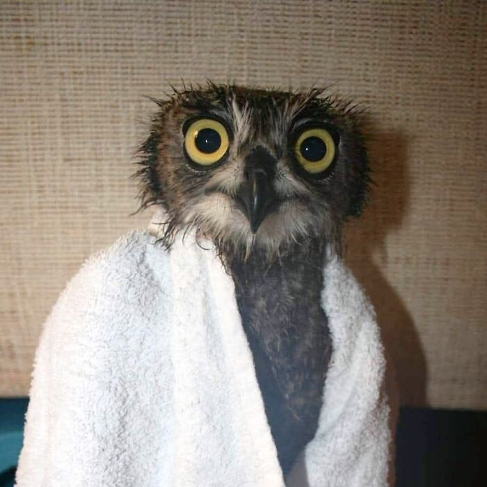 People Can’t Stop Smiling At These Adorably Wrapped Rescue Owls From A Wildlife Rehabilitation Center (40 New Pics)