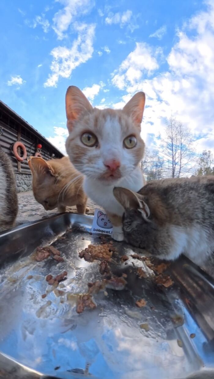 This Guy Uses A Drone And An Rc Car To Feed Stray Animals, And The Results Are Surprisingly Heartwarming
