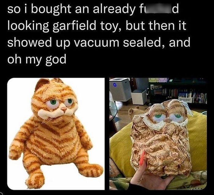 50 Cat Memes That Feel Like They Were Created By Sleep Deprived Internet Geniuses