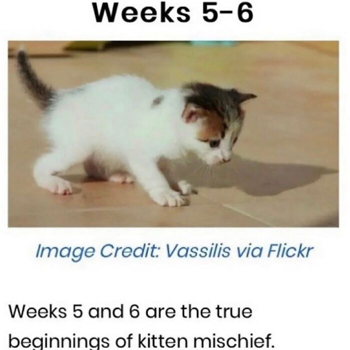 50 Cat Memes That Feel Like They Were Created By Sleep Deprived Internet Geniuses