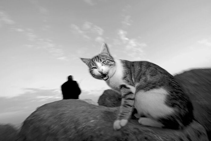 These Beautiful Cat Photos Capture Quiet Moments Most People Walk Past (37 Pics)