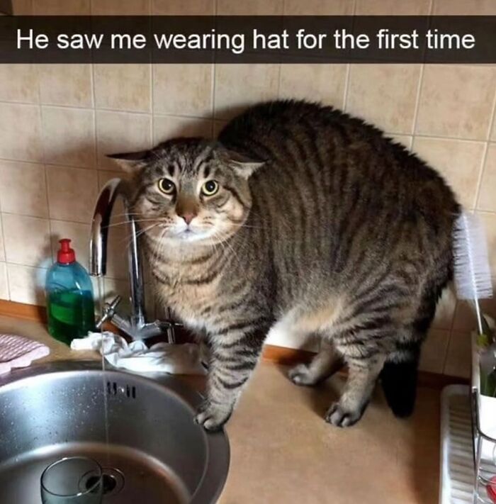 50 Cat Memes That Feel Like They Were Created By Sleep Deprived Internet Geniuses