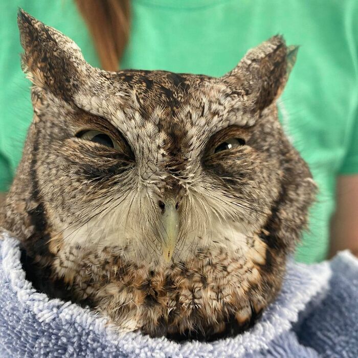People Can’t Stop Smiling At These Adorably Wrapped Rescue Owls From A Wildlife Rehabilitation Center (40 New Pics)