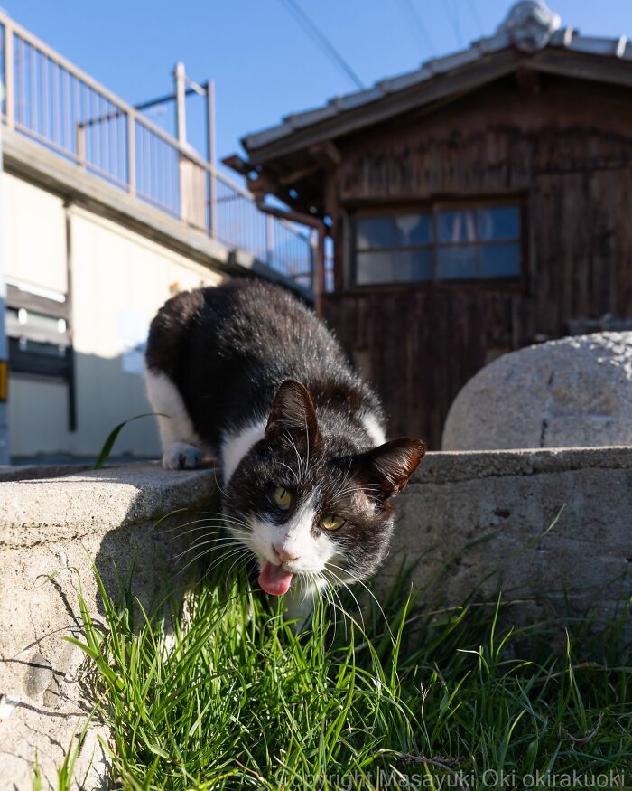 This Japanese Photographer Captures Street Cats Living Like Tiny Drama Queens, And Every Photo Feels Like A Movie Scene (50 Pics)