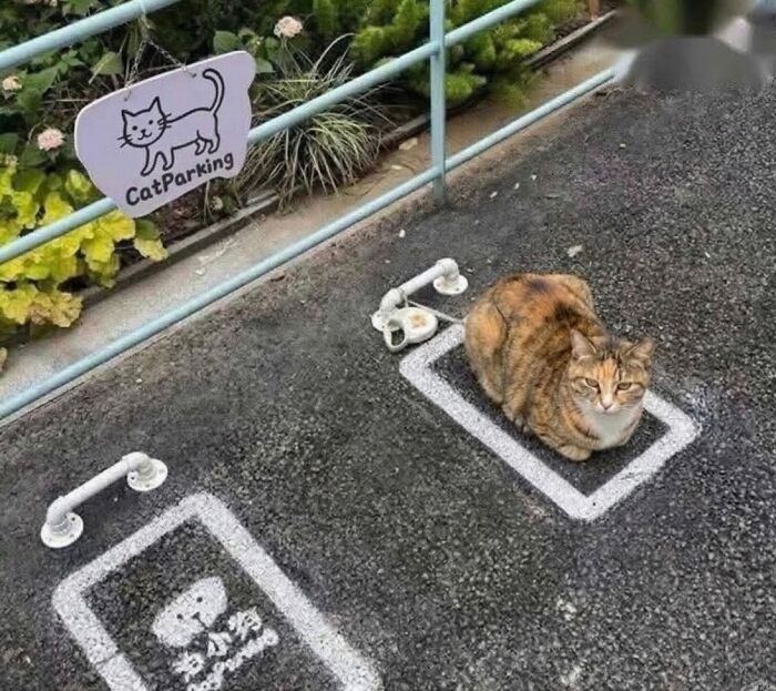 This Page With Over 3 Million Followers Shares The Funniest Cat Memes That Instantly Boost Your Mood (50 Pics)
