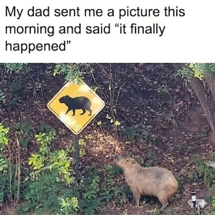 40 Funny And Wholesome Capybara Memes That Perfectly Capture The Internet’s Obsession With These Chill Animals