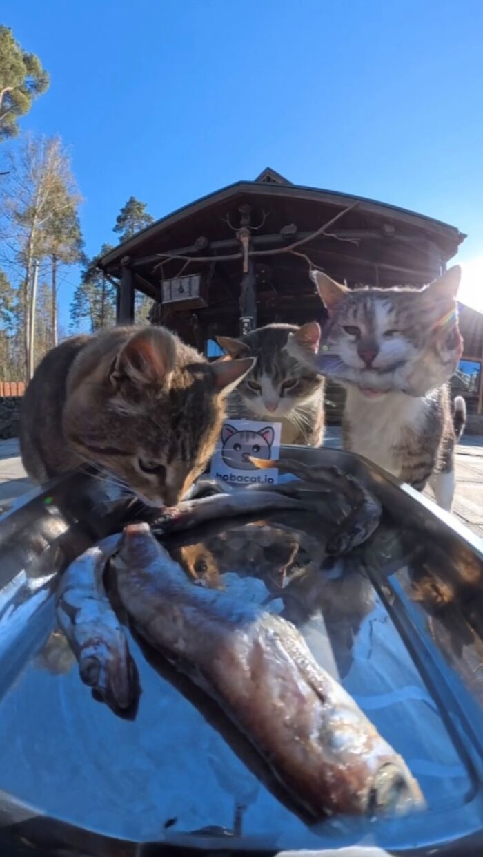 This Guy Uses A Drone And An Rc Car To Feed Stray Animals, And The Results Are Surprisingly Heartwarming