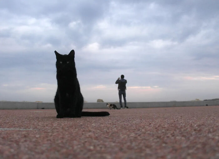 These Beautiful Cat Photos Capture Quiet Moments Most People Walk Past (37 Pics)