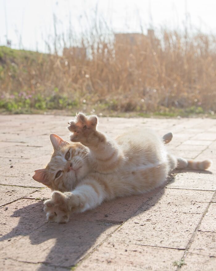 This Japanese Photographer Captures Street Cats Living Like Tiny Drama Queens, And Every Photo Feels Like A Movie Scene (50 Pics)