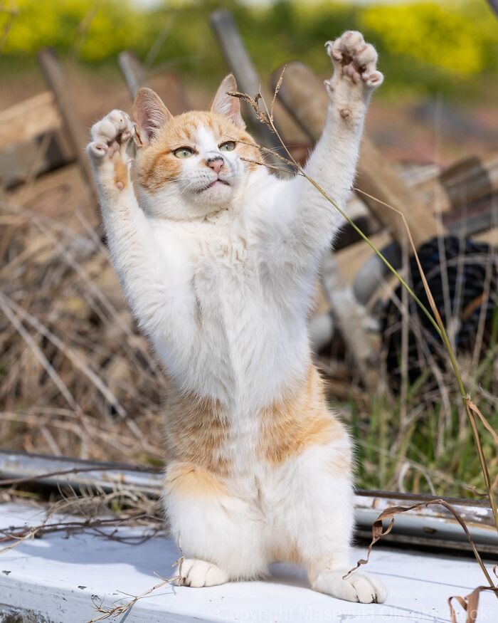 This Japanese Photographer Captures Street Cats Living Like Tiny Drama Queens, And Every Photo Feels Like A Movie Scene (50 Pics)
