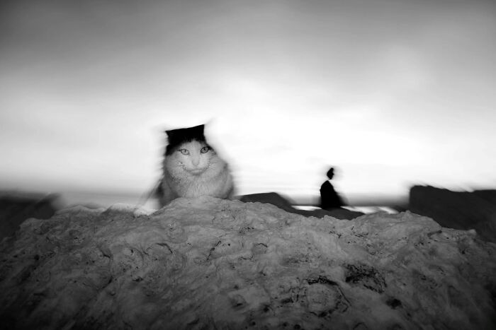 These Beautiful Cat Photos Capture Quiet Moments Most People Walk Past (37 Pics)