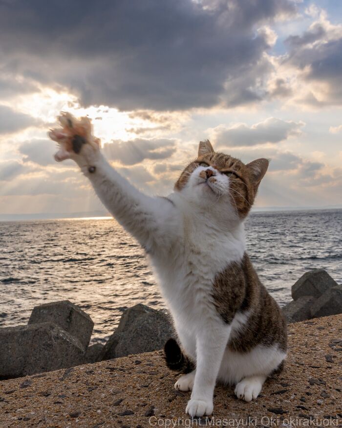 This Japanese Photographer Captures Street Cats Living Like Tiny Drama Queens, And Every Photo Feels Like A Movie Scene (50 Pics)