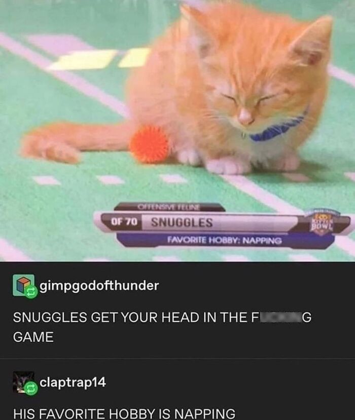 50 Cat Memes That Feel Like They Were Created By Sleep Deprived Internet Geniuses