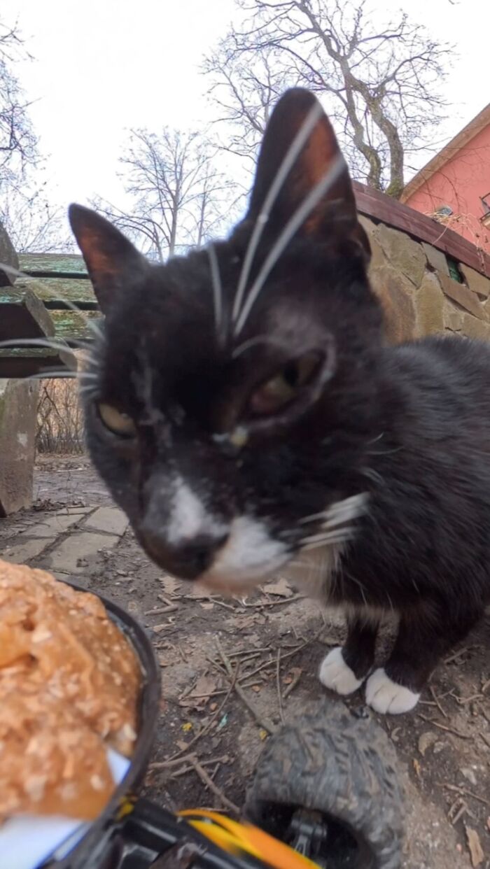 This Guy Uses A Drone And An Rc Car To Feed Stray Animals, And The Results Are Surprisingly Heartwarming
