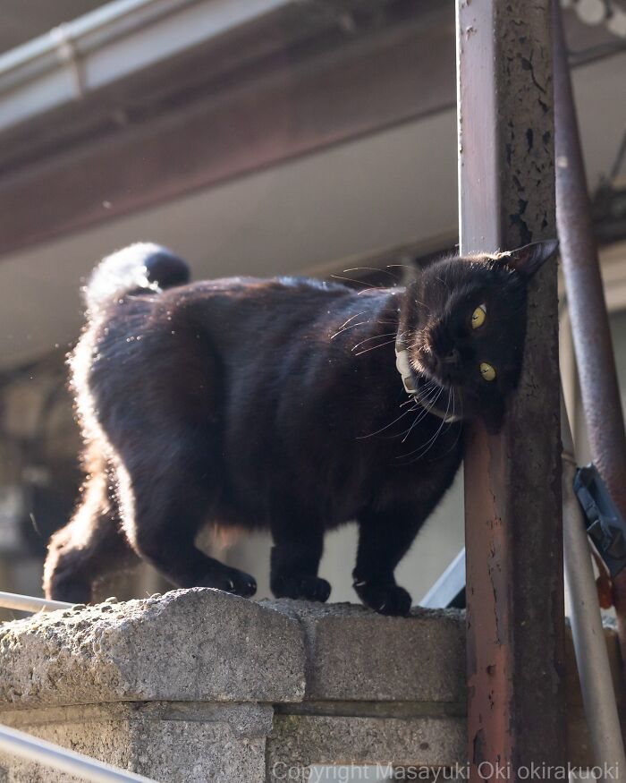 This Japanese Photographer Captures Street Cats Living Like Tiny Drama Queens, And Every Photo Feels Like A Movie Scene (50 Pics)