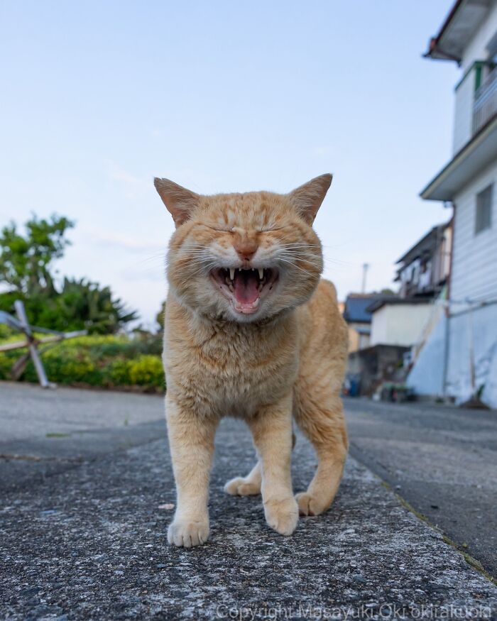 This Japanese Photographer Captures Street Cats Living Like Tiny Drama Queens, And Every Photo Feels Like A Movie Scene (50 Pics)