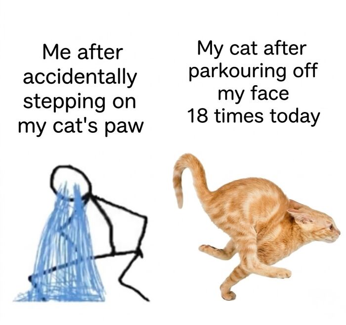 This Page With Over 3 Million Followers Shares The Funniest Cat Memes That Instantly Boost Your Mood (50 Pics)