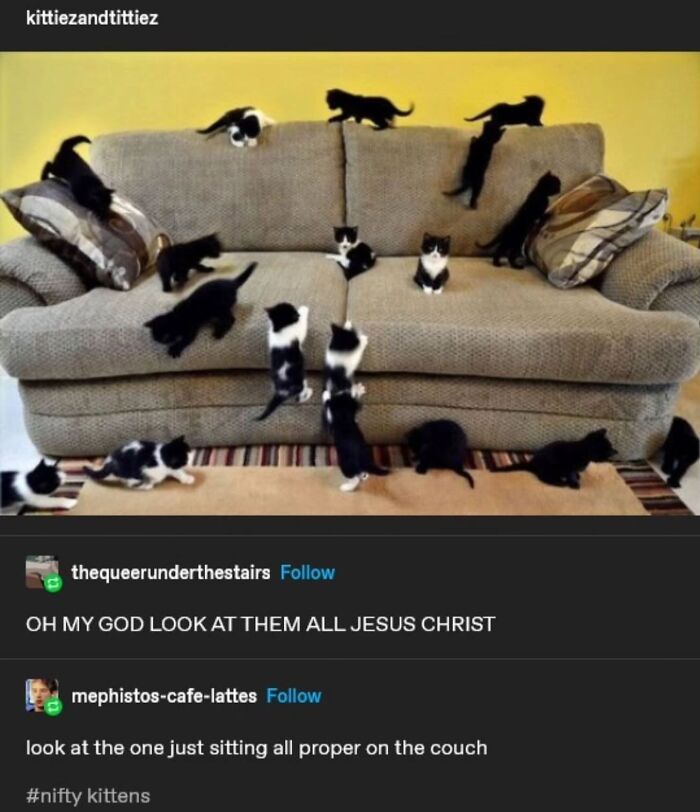 50 Cat Memes That Feel Like They Were Created By Sleep Deprived Internet Geniuses