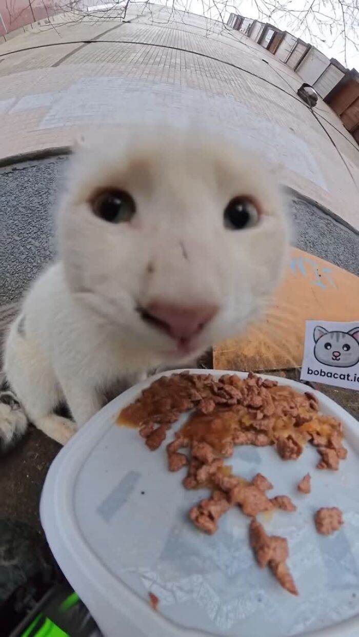 This Guy Uses A Drone And An Rc Car To Feed Stray Animals, And The Results Are Surprisingly Heartwarming