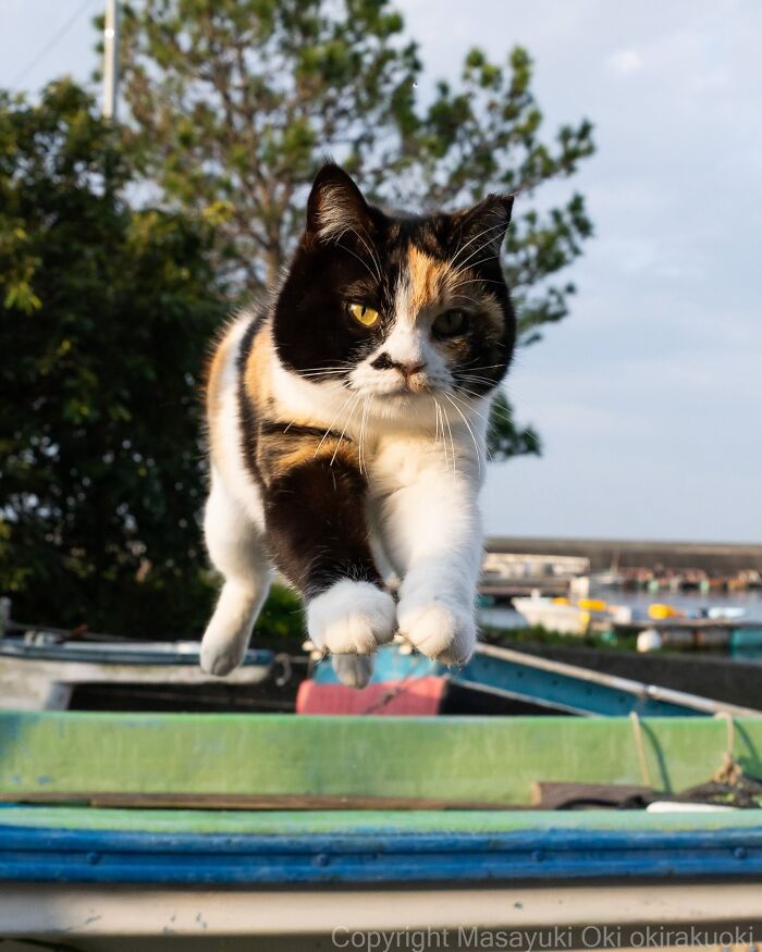This Japanese Photographer Captures Street Cats Living Like Tiny Drama Queens, And Every Photo Feels Like A Movie Scene (50 Pics)