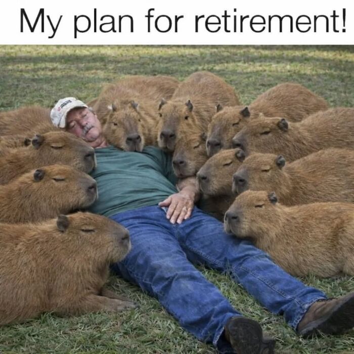 40 Funny And Wholesome Capybara Memes That Perfectly Capture The Internet’s Obsession With These Chill Animals