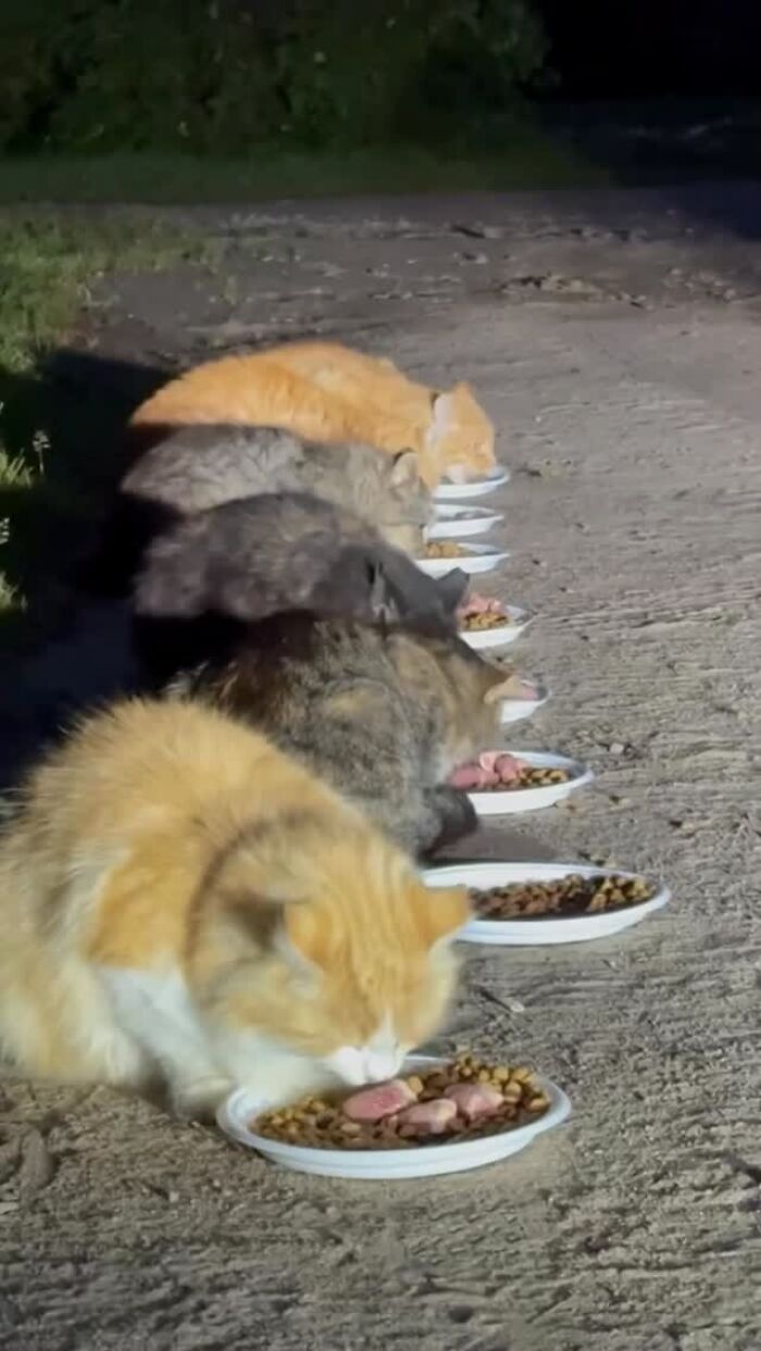 This Guy Uses A Drone And An Rc Car To Feed Stray Animals, And The Results Are Surprisingly Heartwarming