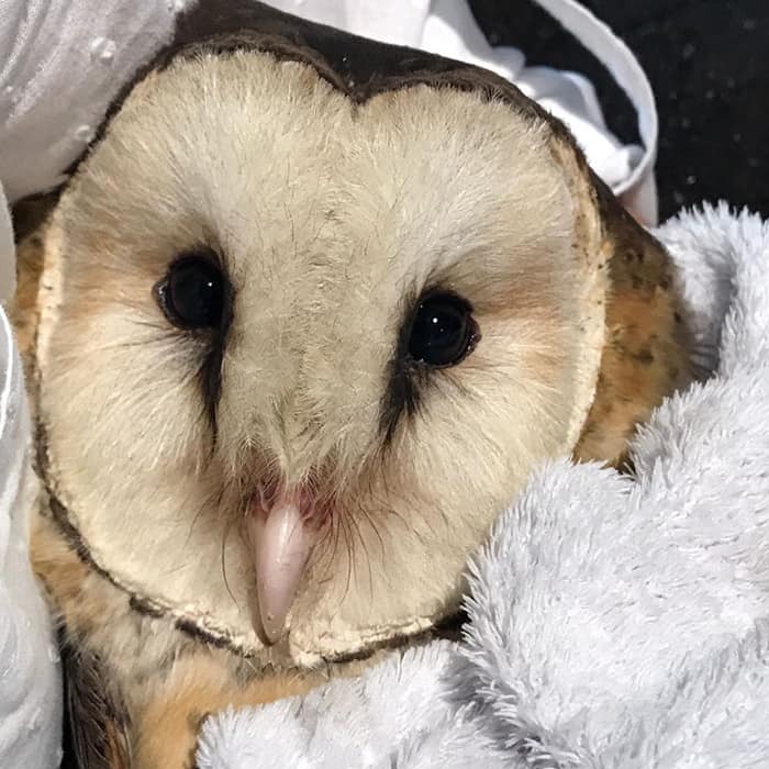 People Can’t Stop Smiling At These Adorably Wrapped Rescue Owls From A Wildlife Rehabilitation Center (40 New Pics)