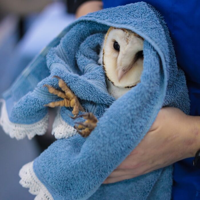 People Can’t Stop Smiling At These Adorably Wrapped Rescue Owls From A Wildlife Rehabilitation Center (40 New Pics)