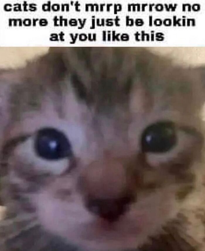 50 Cat Memes That Feel Like They Were Created By Sleep Deprived Internet Geniuses