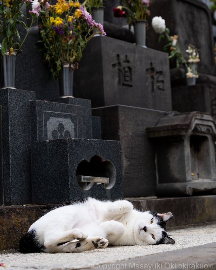 This Japanese Photographer Captures Street Cats Living Like Tiny Drama Queens, And Every Photo Feels Like A Movie Scene (50 Pics)