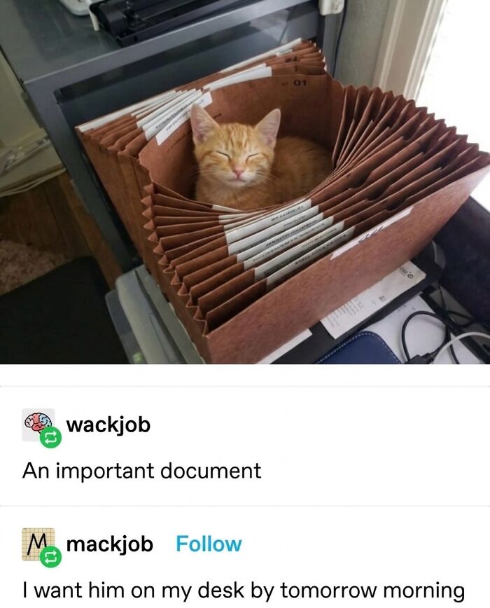 This Page With Over 3 Million Followers Shares The Funniest Cat Memes That Instantly Boost Your Mood (50 Pics)