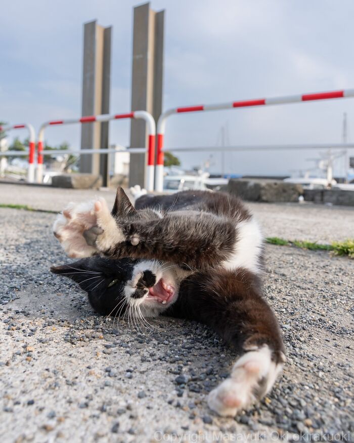This Japanese Photographer Captures Street Cats Living Like Tiny Drama Queens, And Every Photo Feels Like A Movie Scene (50 Pics)