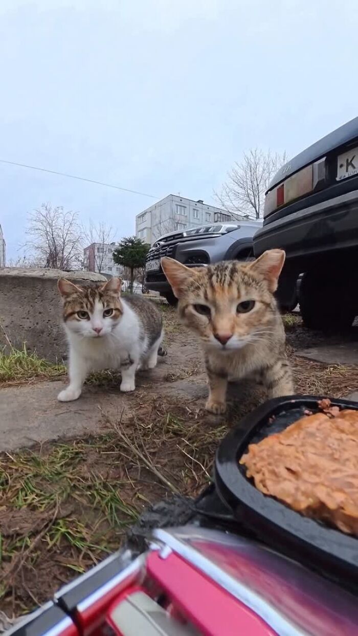 This Guy Uses A Drone And An Rc Car To Feed Stray Animals, And The Results Are Surprisingly Heartwarming