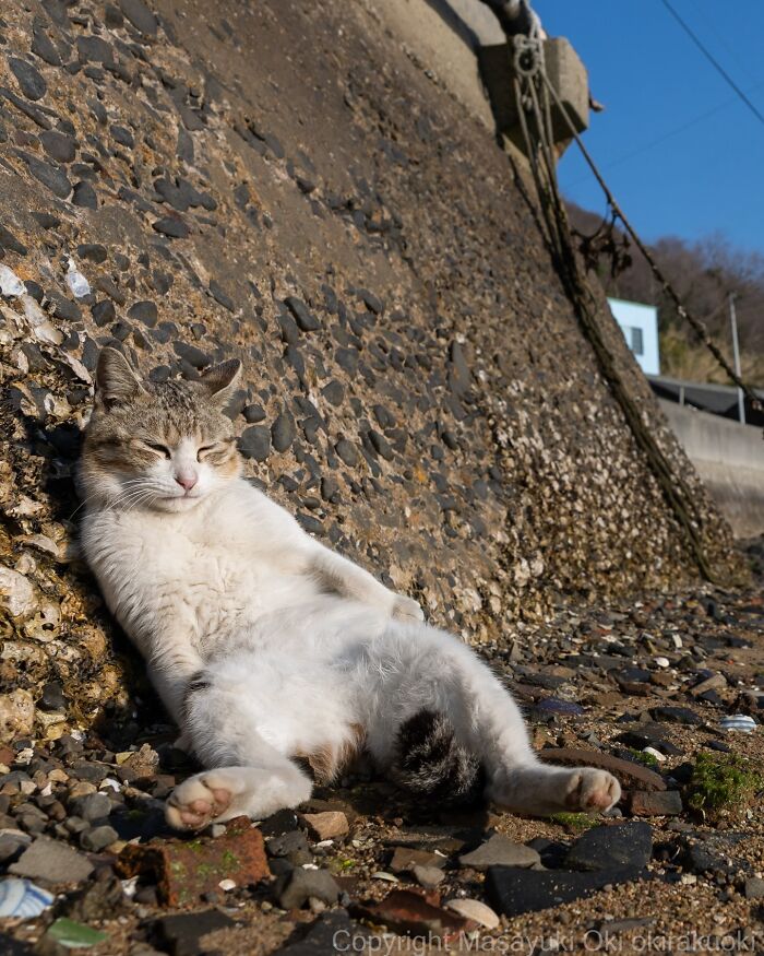 This Japanese Photographer Captures Street Cats Living Like Tiny Drama Queens, And Every Photo Feels Like A Movie Scene (50 Pics)