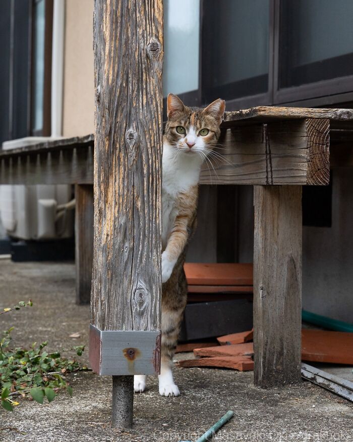 This Japanese Photographer Captures Street Cats Living Like Tiny Drama Queens, And Every Photo Feels Like A Movie Scene (50 Pics)