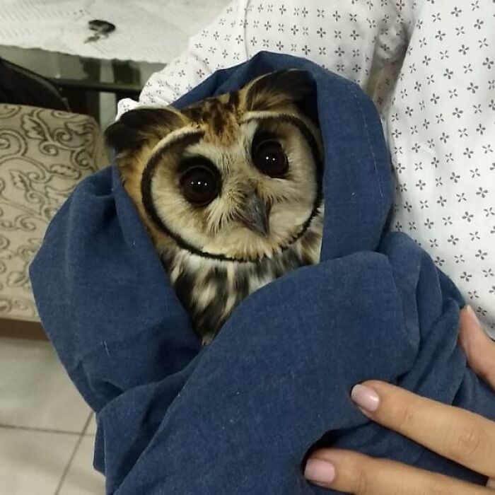 People Can’t Stop Smiling At These Adorably Wrapped Rescue Owls From A Wildlife Rehabilitation Center (40 New Pics)