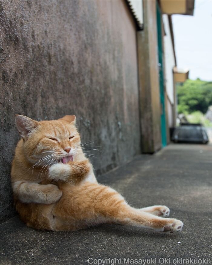 This Japanese Photographer Captures Street Cats Living Like Tiny Drama Queens, And Every Photo Feels Like A Movie Scene (50 Pics)