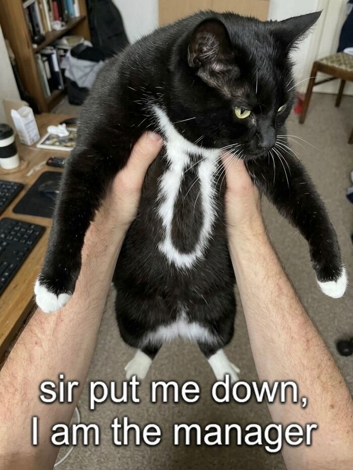 This Page With Over 3 Million Followers Shares The Funniest Cat Memes That Instantly Boost Your Mood (50 Pics)