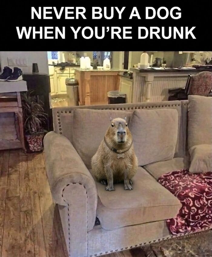 40 Funny And Wholesome Capybara Memes That Perfectly Capture The Internet’s Obsession With These Chill Animals