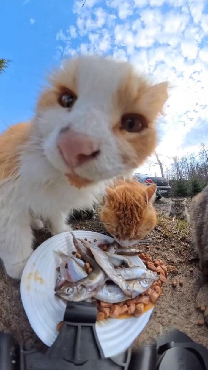 This Guy Uses A Drone And An Rc Car To Feed Stray Animals, And The Results Are Surprisingly Heartwarming