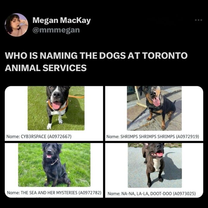These Dog Memes Perfectly Capture The Chaos, Wholesomeness, And Pure Randomness Of Life With Dogs