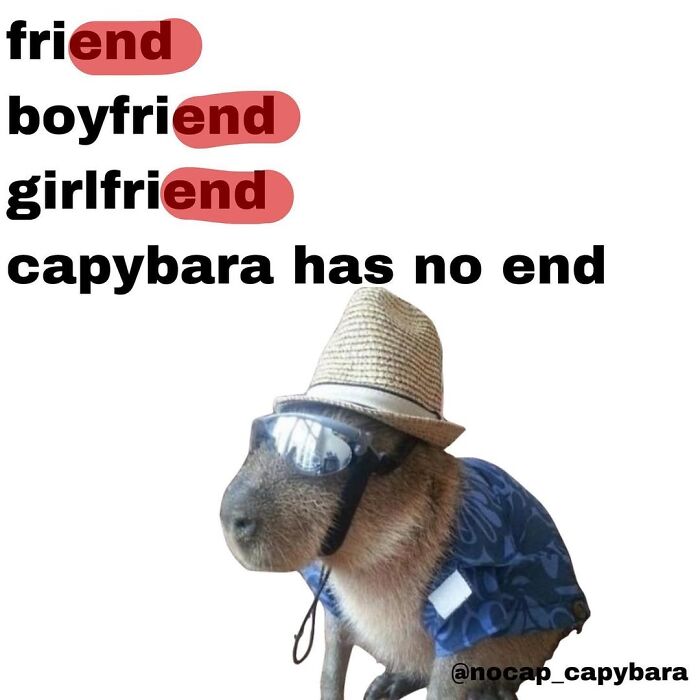 40 Funny And Wholesome Capybara Memes That Perfectly Capture The Internet’s Obsession With These Chill Animals