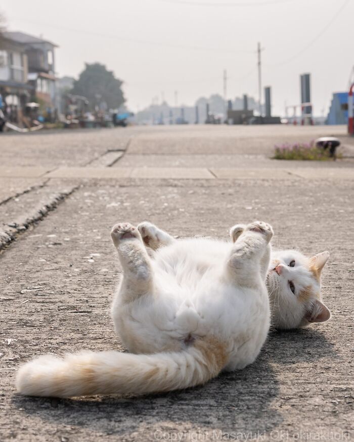 This Japanese Photographer Captures Street Cats Living Like Tiny Drama Queens, And Every Photo Feels Like A Movie Scene (50 Pics)
