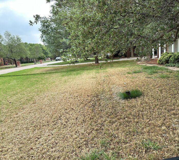 Black cat camouflaged in dry patch of lawn under tree