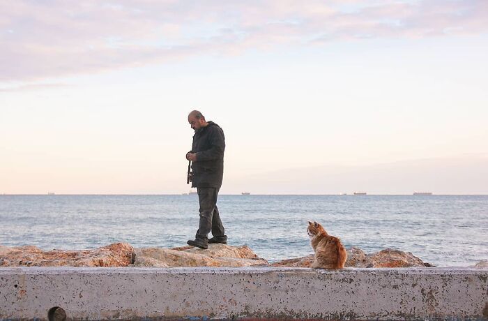 These Beautiful Cat Photos Capture Quiet Moments Most People Walk Past (37 Pics)