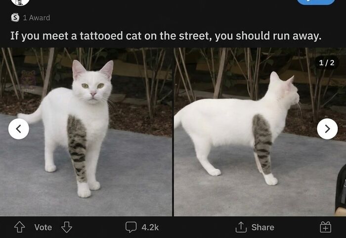 This Page With Over 3 Million Followers Shares The Funniest Cat Memes That Instantly Boost Your Mood (50 Pics)