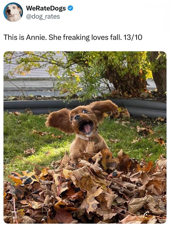 These Dog Memes Perfectly Capture The Chaos, Wholesomeness, And Pure Randomness Of Life With Dogs
